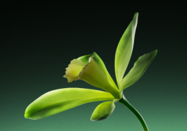 Pierre Allain-Longval